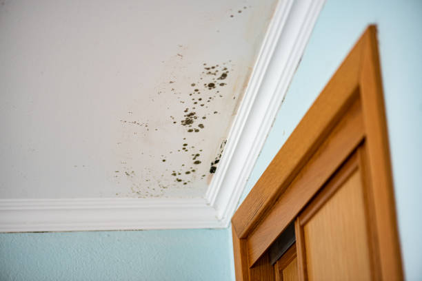 Best Fast Mold Removal  in Hawaiian Ocean View, HI