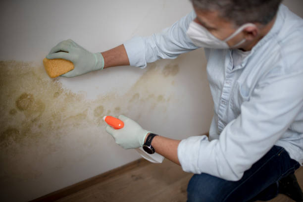 Office Mold Removal Services in Hawaiian Ocean View, HI