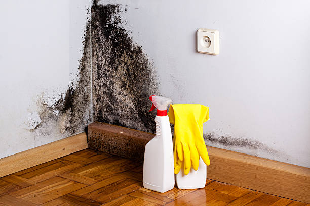 Best Toxic Mold Removal  in Hawaiian Ocean View, HI
