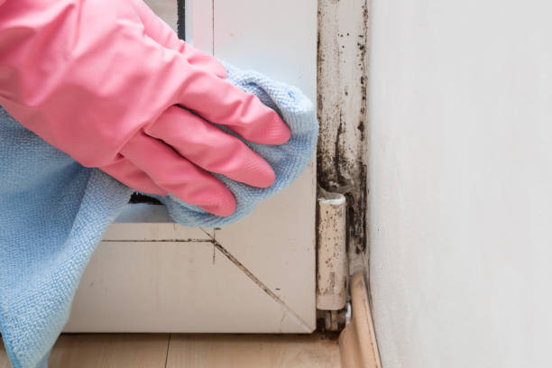 Best Office Mold Removal Services  in Hawaiian Ocean View, HI