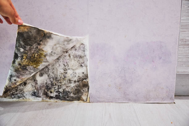 Best Mold Remediation  in Hawaiian Ocean View, HI